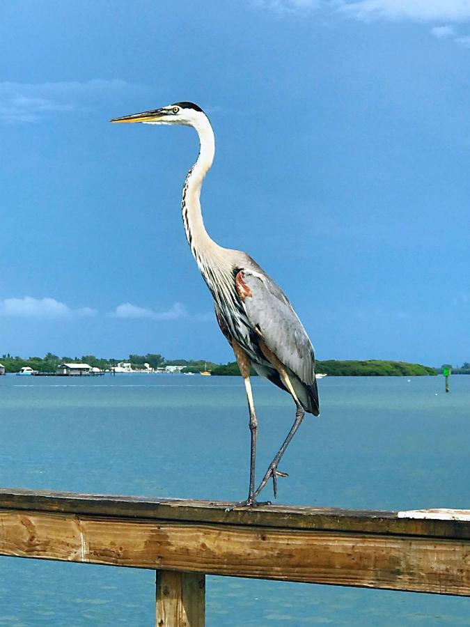 Shorewalk Full Condo Lake View Near To Beach Img برادنتون المظهر الخارجي الصورة